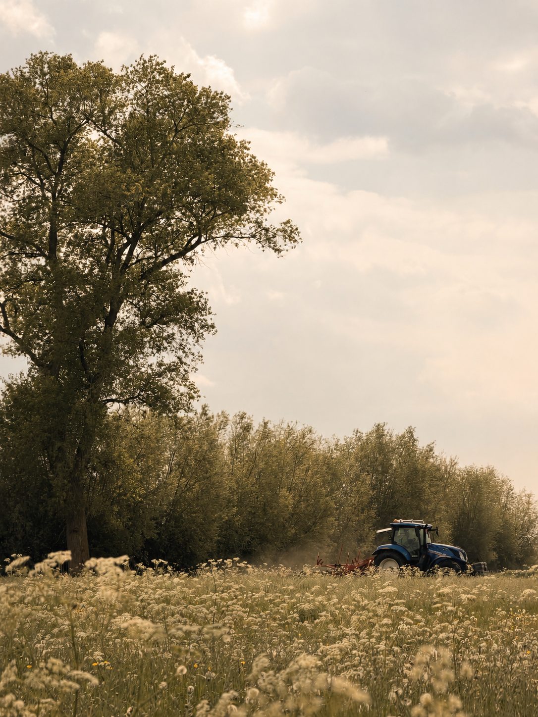 A large tree above a white wildflower meadow with a tractor working the field